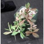 Monadenium stoloniferum 4-inch pots