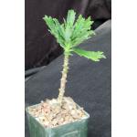 Monadenium torrei 4-inch pots