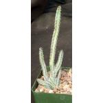 Monvillea spegazzinii (crest) 4-inch pots