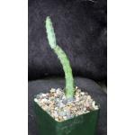 Monvillea spegazzinii 4-inch pots