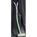 Monvillea spegazzinii one-gallon pots