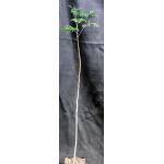 Moringa oleifera one-gallon pots