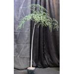 Moringa stenopetala one-gallon pots