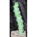 Myrtillocactus geometrizans cv Fukurokuryuzinboku one-gallon pot