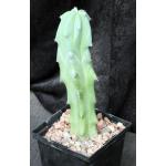 Myrtillocactus geometrizans 5-inch pots