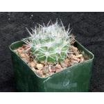 Neochilenia floccosa 4-inch pots