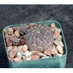 Neochilenia glabescens 3-inch pots