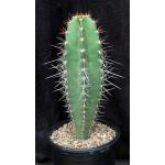 Neoraimondia herzogiana 2-gallon pots