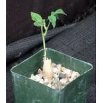 Neorautanenia mitis 4-inch pots