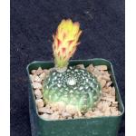 Notocactus concinnus ssp. apricus 4-inch pots