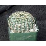 Notocactus elegans 4-inch pots