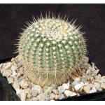 Notocactus gutierrezii 5-inch pots