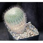 Notocactus gutierrezii one-gallon pots