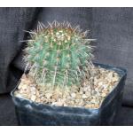 Notocactus herteri one-gallon pots