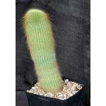 Notocactus leninghausii one-gallon pots