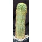 Notocactus leninghausii 5-inch pots