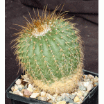 Notocactus schumanniana var. brevispina 5-inch pots