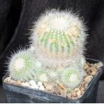 Notocactus scopa var. murielli 5-inch pots