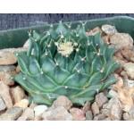 Obregonia denegrii 4-inch pots