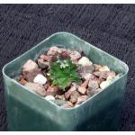 Obregonia denegrii  3-inch pots