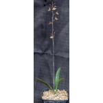 Oeceoclades maculata x decaryana one-gallon pots