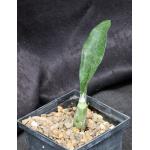 Oeceoclades maculata 5-inch pots