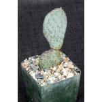Opuntia basilaris var. basilaris 4-inch pots