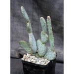 Opuntia basilaris var. ramosa 5-inch pots