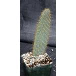 Opuntia echios 5-inch pots
