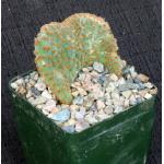 Opuntia microdasys (monstrose) 4-inch pots