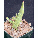 Opuntia monacantha cv Josephs Coat 4-inch pots