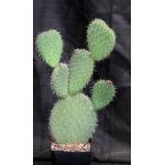 Opuntia pilifera one-gallon pots