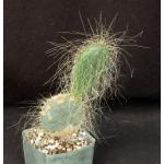 Opuntia polyacantha 5-inch pots