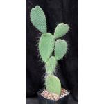 Opuntia sp. (JR 6490) one-gallon pots
