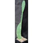 Opuntia tomentosa one-gallon pots