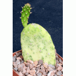 Opuntia vulgaris cv Sunburst 4-inch pots