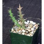 Orbea dummeri 4-inch pots
