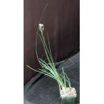 Ornithogalum perdurans 3-inch pots