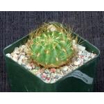 Oroya borchersii 4-inch pots