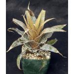 Orthophytum magalhaesii 5-inch pots