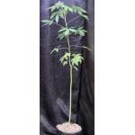 Pachira quinata 2-gallon pots