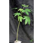 Pachira quinata 5-inch pots
