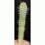 Pachycereus pectin-aboriginum 2-gallon pots