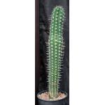 Pachycereus pectin-aboriginum 2-gallon pots