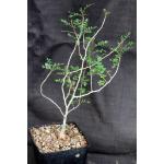 Pachycormus discolor var. pubescens one-gallon pots