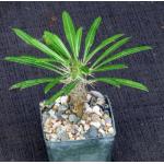 Pachypodium lamerei 3-inch pots