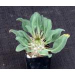 Pachypodium namaquanum 2-inch pots