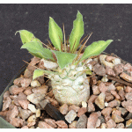 Pachypodium namaquanum 4-inch pots