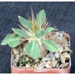 Pachypodium namaquanum 3-inch pots