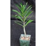 Pachypodium rutenbergianum 4-inch pots